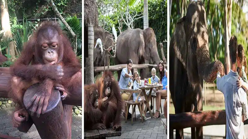 Bali Quad Bike Breakfast with Orangutan and Tlaga Singha River Pool